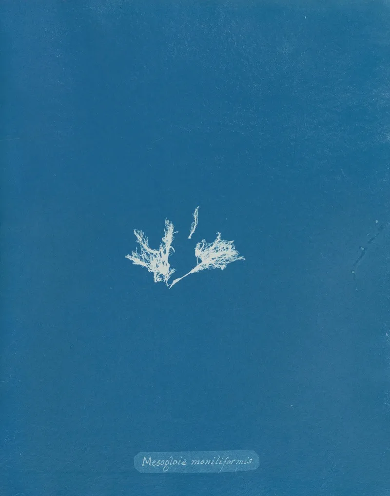 Mesogloia Moniliformis 2 Wall Art by Anna Atkins - High-Resolution Digital Print