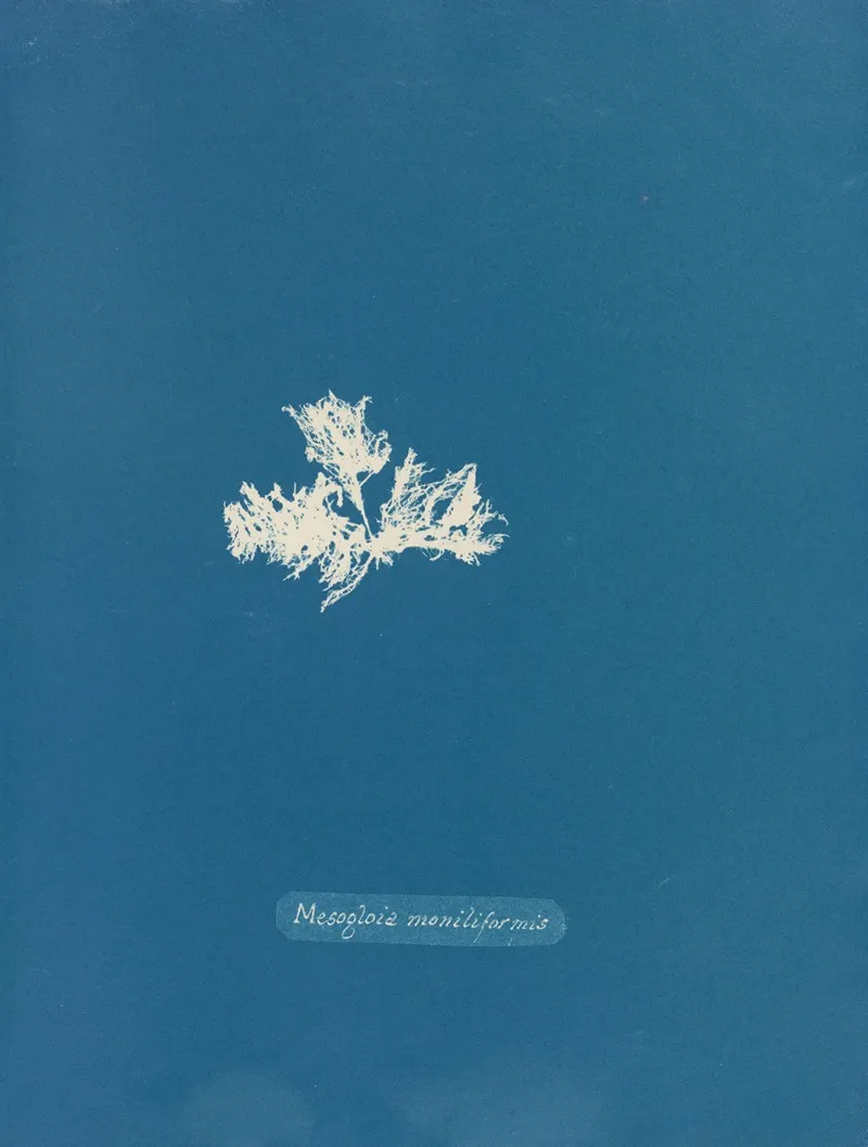 Mesogloia Moniliformis Wall Art by Anna Atkins - High-Resolution Digital Print