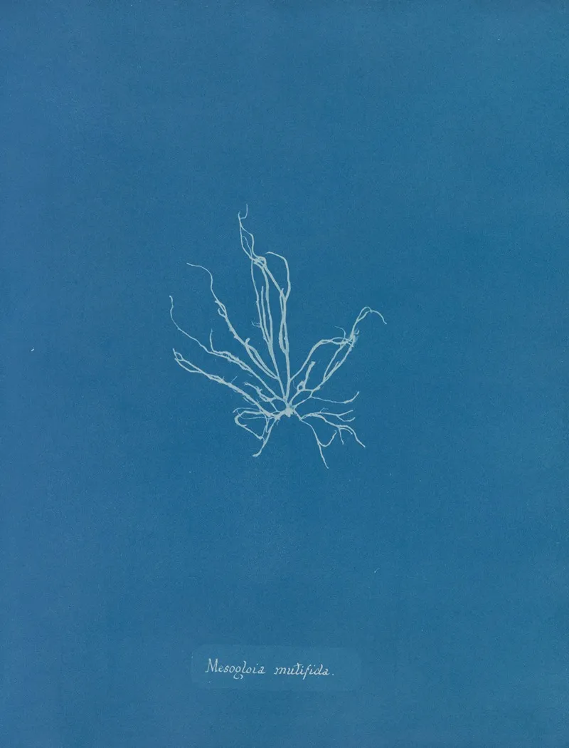 Mesogloia Mutifida Wall Art by Anna Atkins - High-Resolution Digital Print