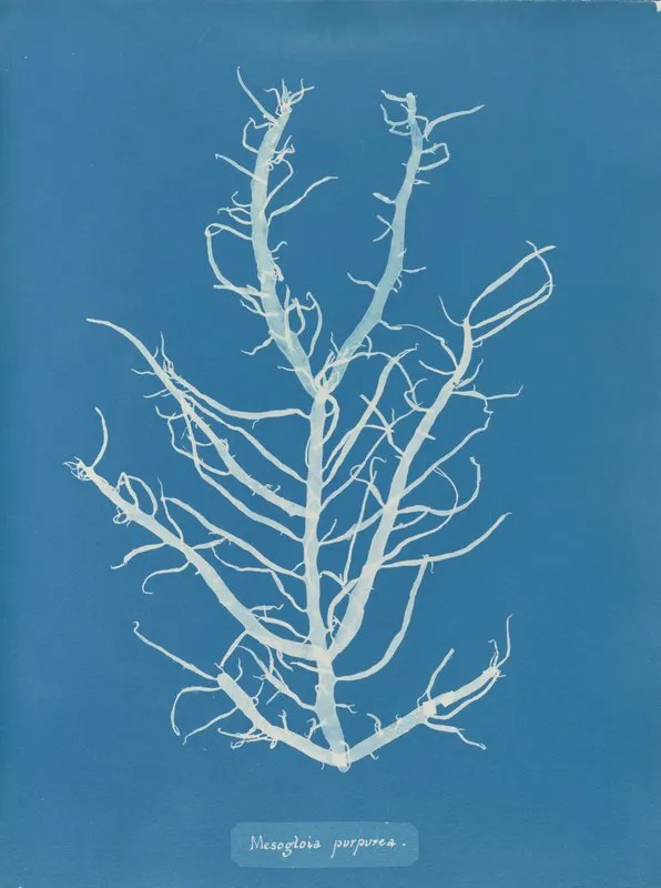 Mesogloia Purpurea Wall Art by Anna Atkins - High-Resolution Digital Print