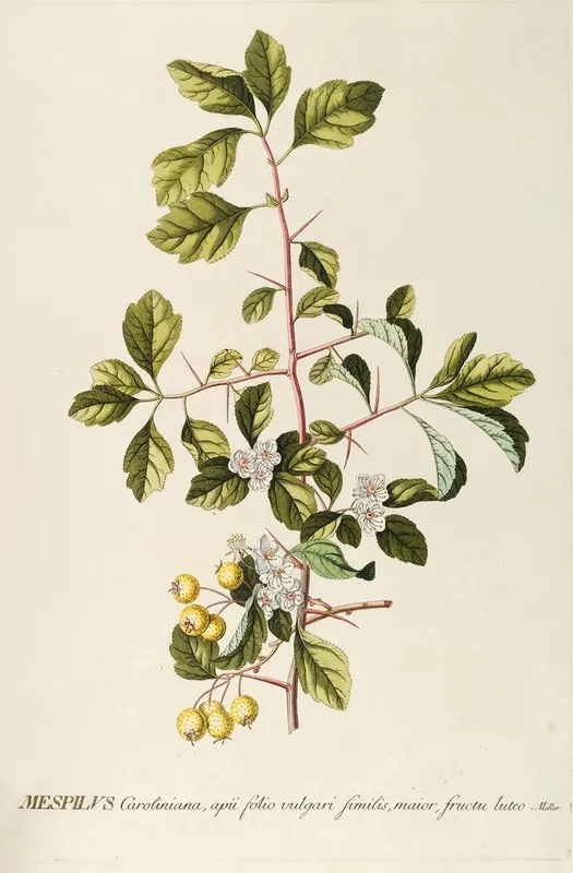 Mespilus Wall Art by Georg Dionysius Ehret - High-Resolution Digital Print