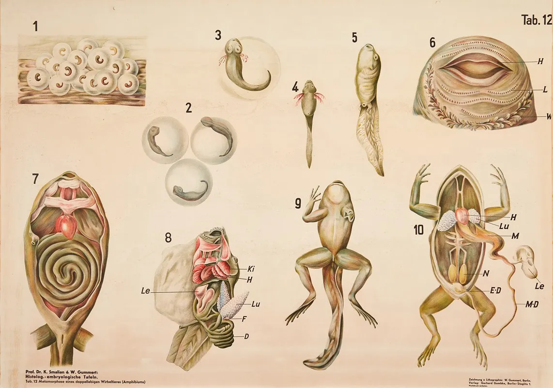 Metamorphosis In Amphibians Wall Art by W. Gummert - High-Resolution Digital Print