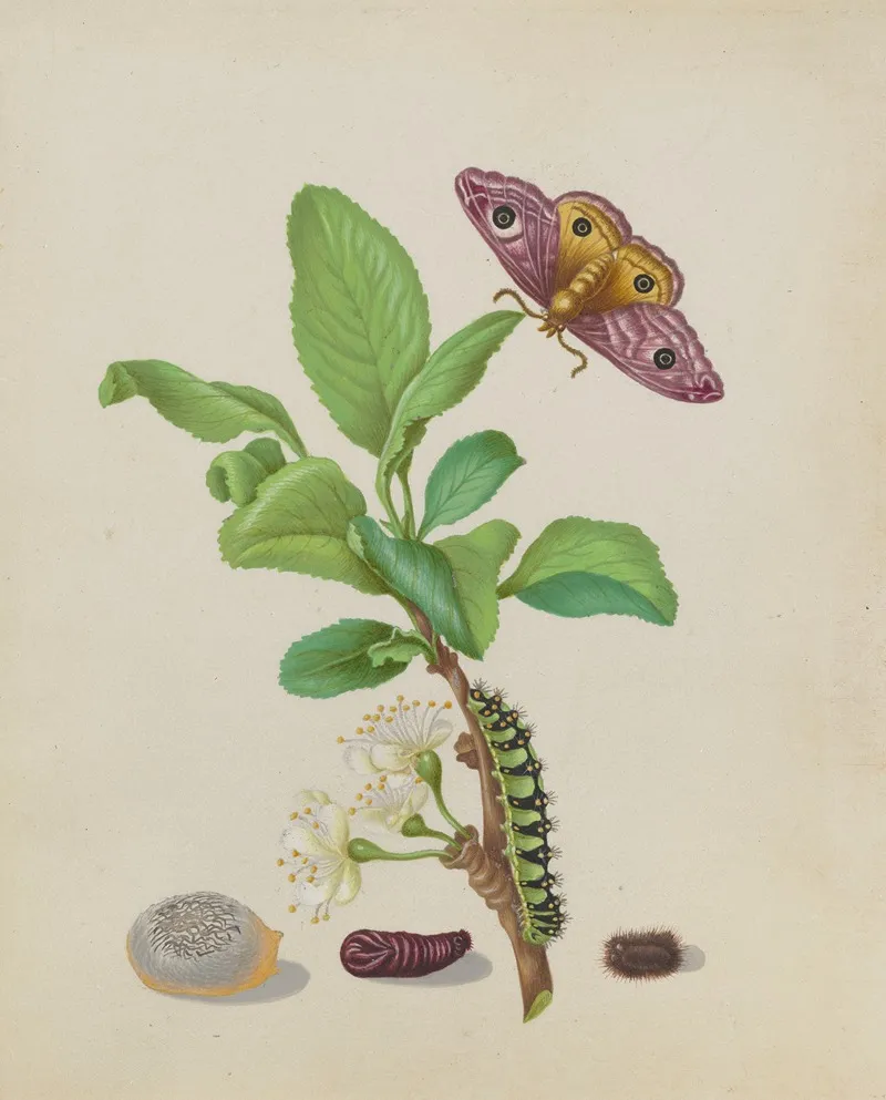 Metamorphosis Of A Small Emperor Moth On A Damson Plum Plate 13 Of The Caterpillar Book
