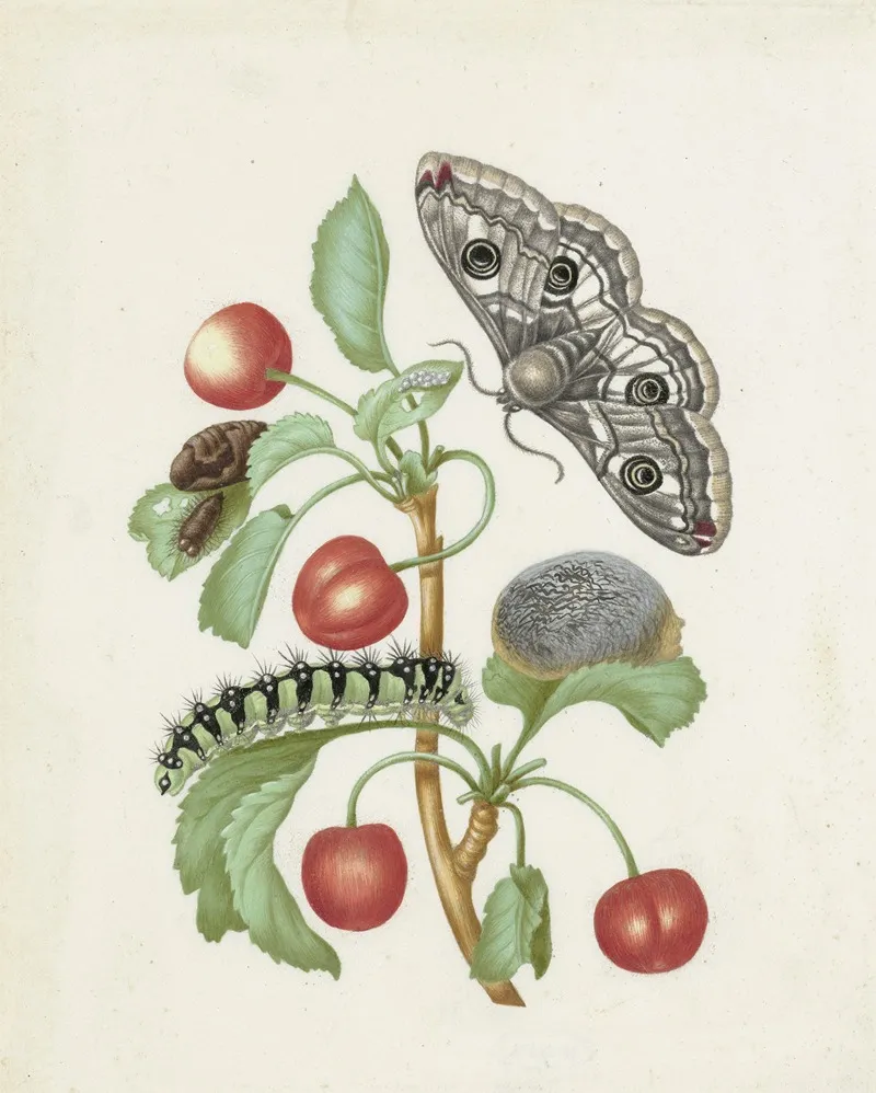 Metamorphosis Of A Small Emperor Moth Wall Art by Dorothea Maria Gsell - High-Resolution Digital Print