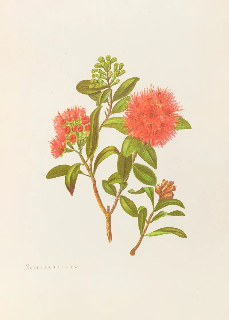 Meterosideros Florida Wall Art by Georgina Burne Hetley - High-Resolution Digital Print