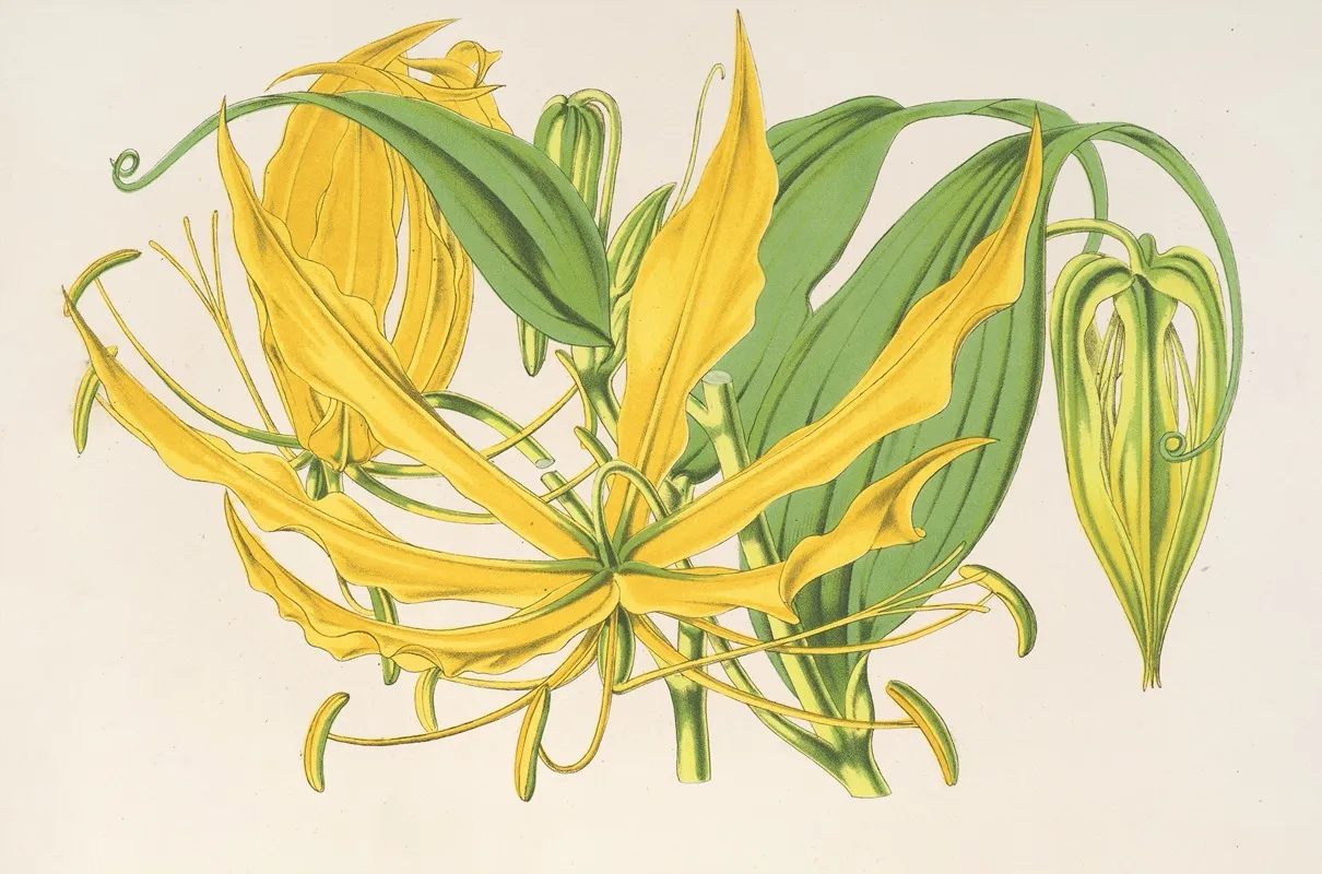 Methonica Grandiflora Wall Art by Charles Antoine Lemaire - High-Resolution Digital Print
