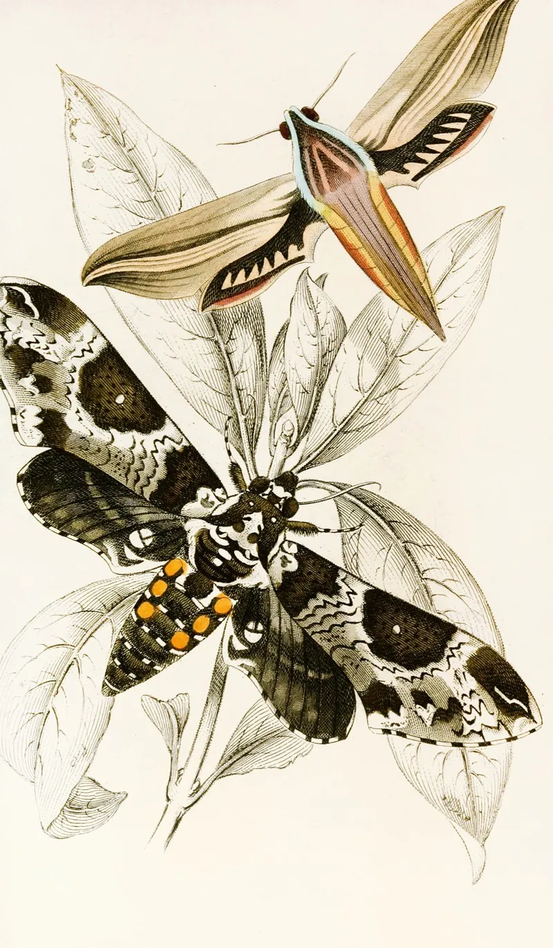 Metopsilus Tersa Sphinx Chionanthi Wall Art by James Duncan - High-Resolution Digital Print
