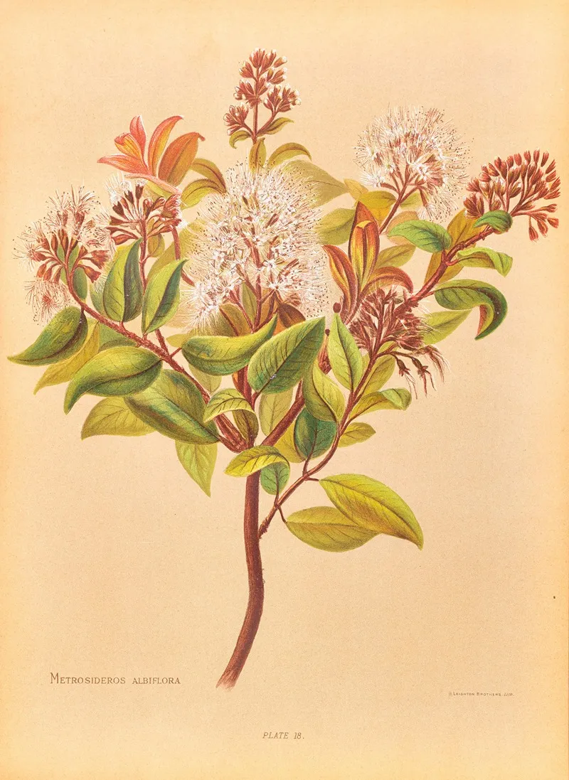 Metrosideros Albiflora Wall Art by Georgina Burne Hetley - High-Resolution Digital Print