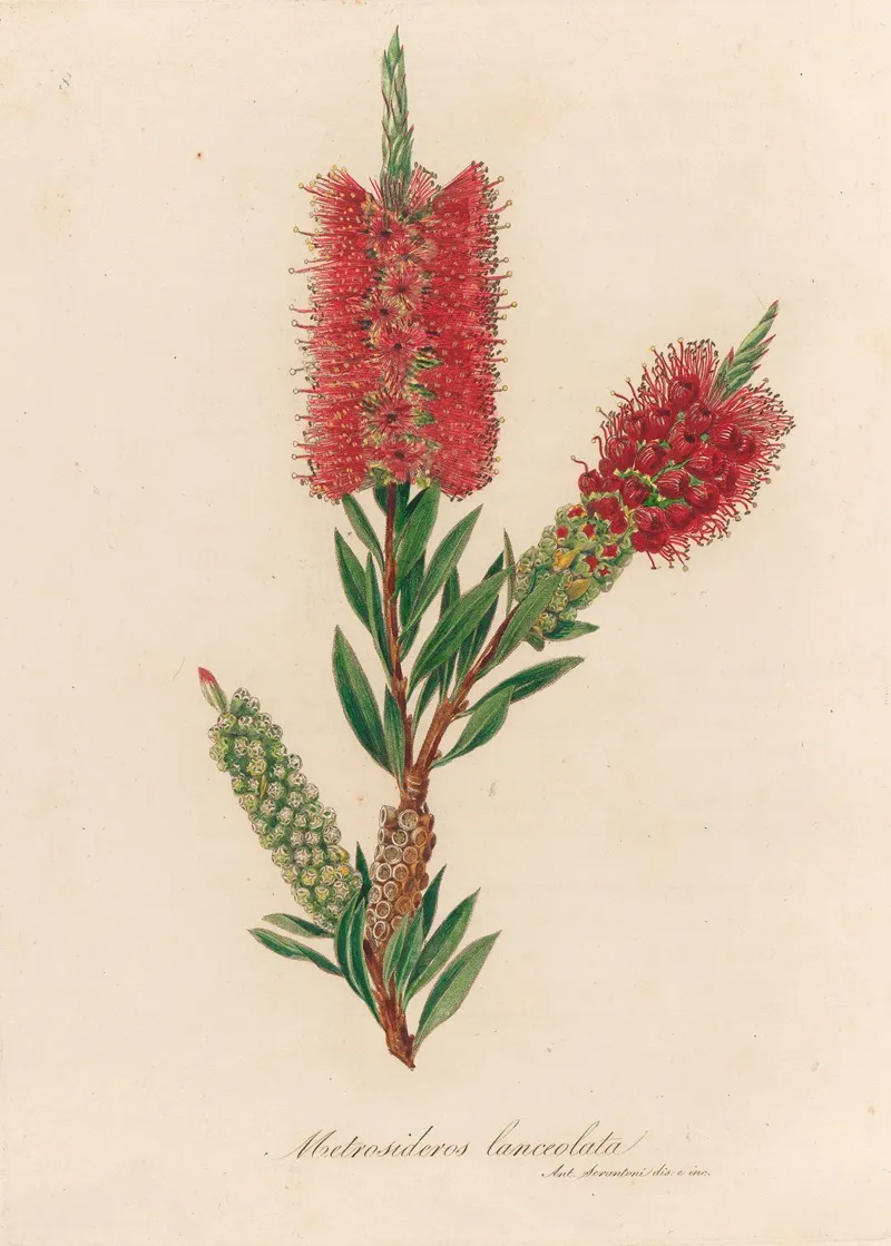 Metrosideros Lanceolata Wall Art by Gaetano Savi - High-Resolution Digital Print