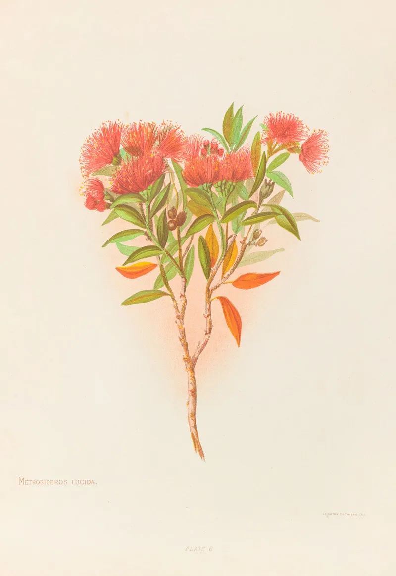 Metrosideros Lucida Wall Art by Georgina Burne Hetley - High-Resolution Digital Print