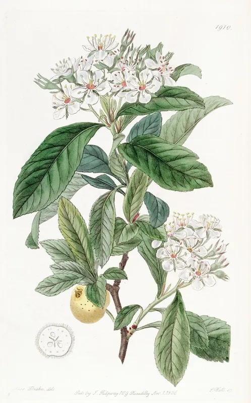 Mexican Hawthorn Wall Art by Sydenham Edwards - High-Resolution Digital Print