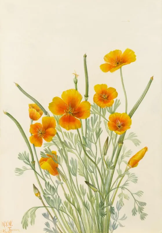 Mexican Poppy Eschscholtzia Mexicana 2
