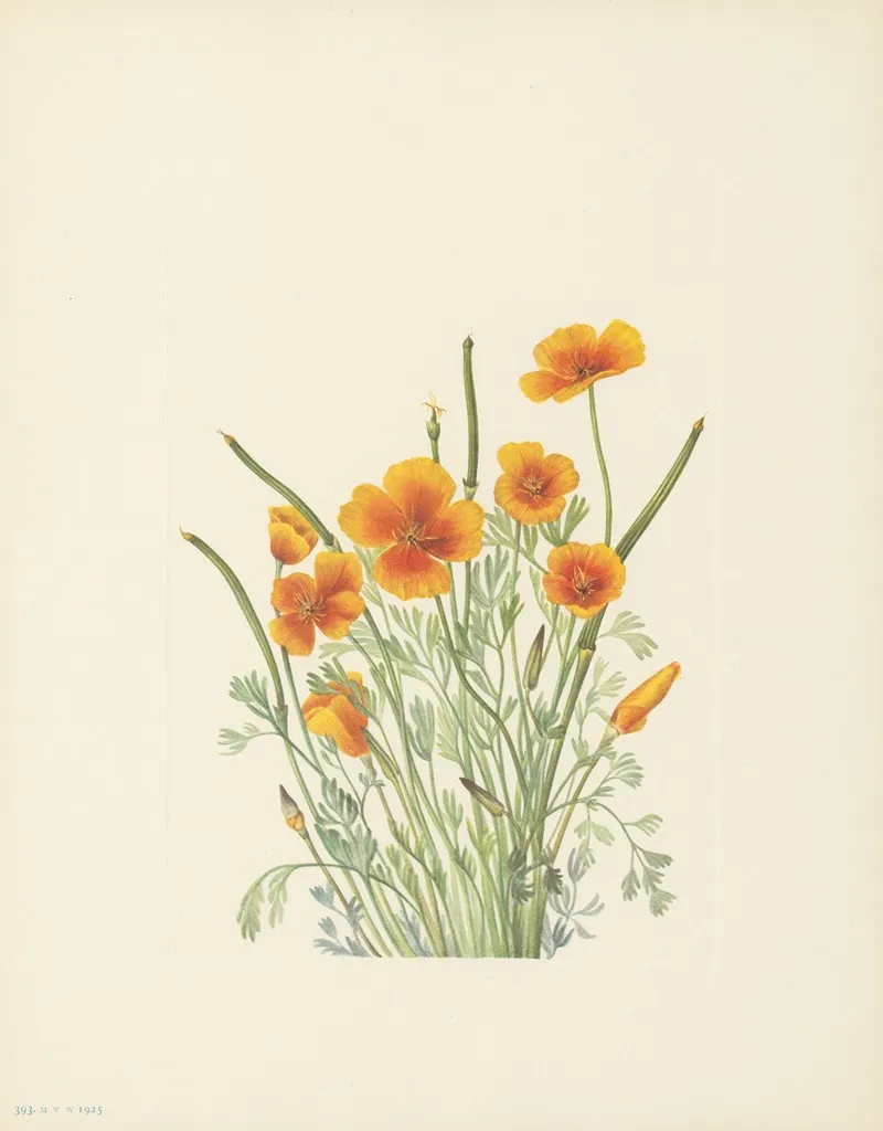 Mexican Poppy Eschscholtzia Mexicana 3