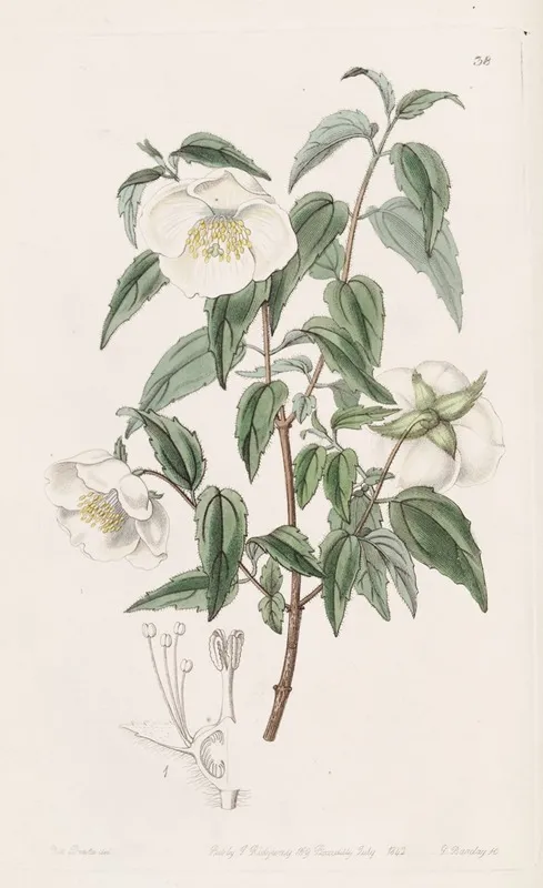 Mexican Syringa Wall Art by Sydenham Edwards - High-Resolution Digital Print