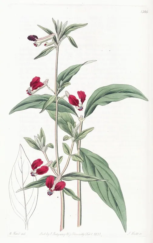 Mexican Two Petalled Cuphea Wall Art by Sydenham Edwards - High-Resolution Digital Print
