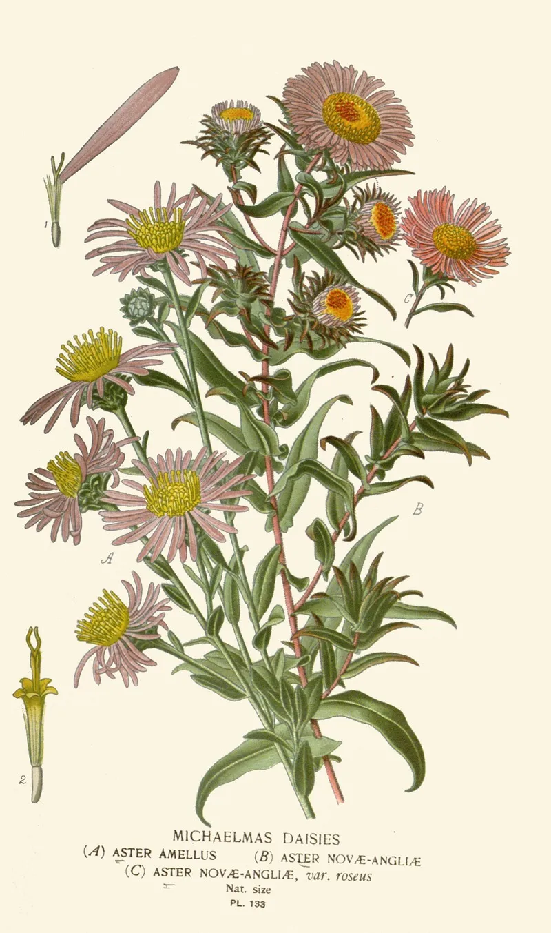 Michaelmas Daisies 2 Wall Art by Edward Step - High-Resolution Digital Print