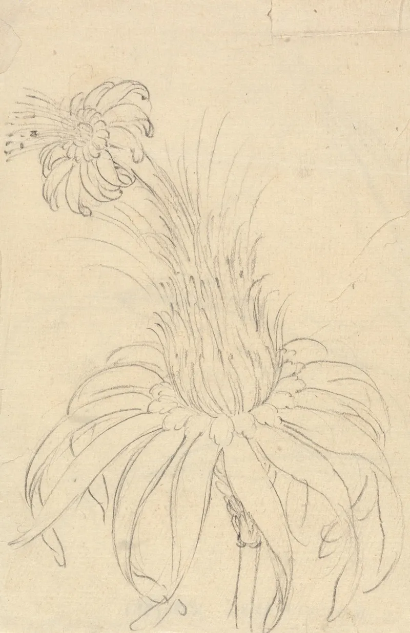 Michauxia Campanuloides