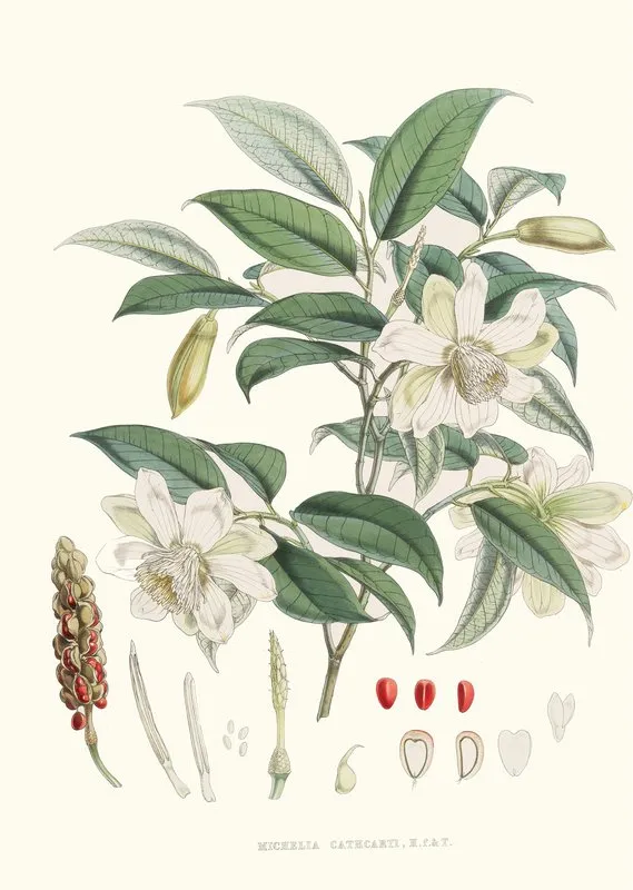 Michelia Cathcartii H F Et T Wall Art by Walter Hood Fitch - High-Resolution Digital Print