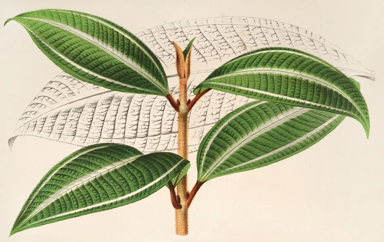 Miconia Pulverulenta V Trifasciata Wall Art by Charles Antoine Lemaire - High-Resolution Digital Print