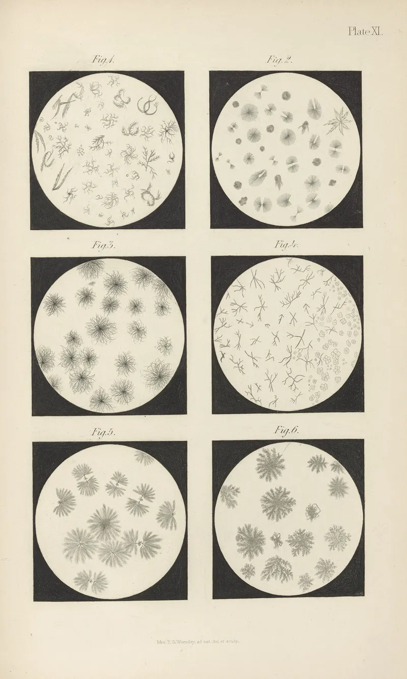 Micro Chemistry Of Poisons Pl 11 Wall Art by Theodore George Wormley - High-Resolution Digital Print