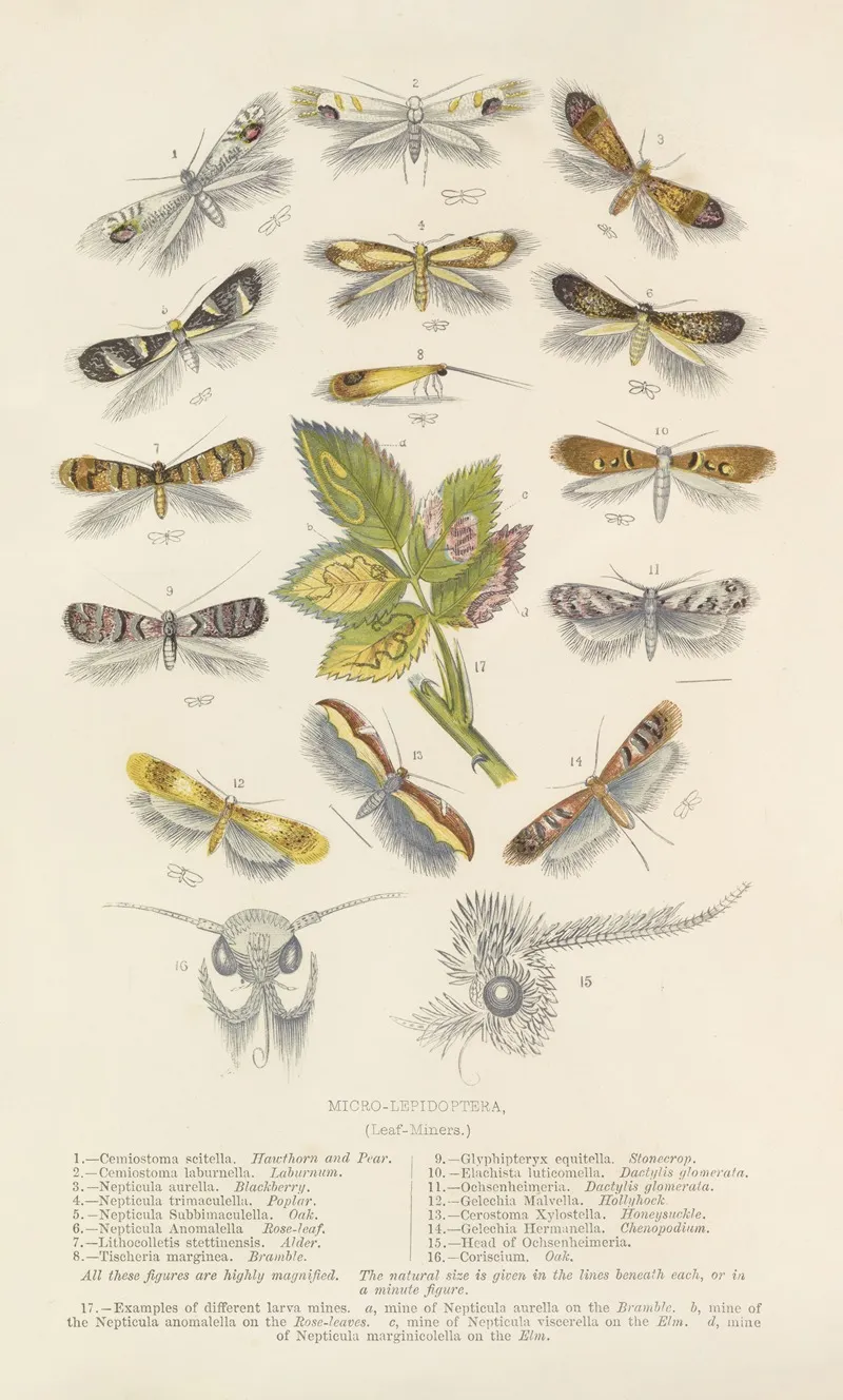 Micro Lepidoptera Or Leaf Miners Wall Art by Barret And Sons - High-Resolution Digital Print