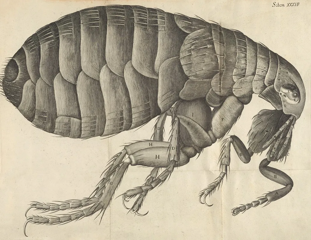 Microscopic View Of A Flea Wall Art by Robert Hooke - High-Resolution Digital Print