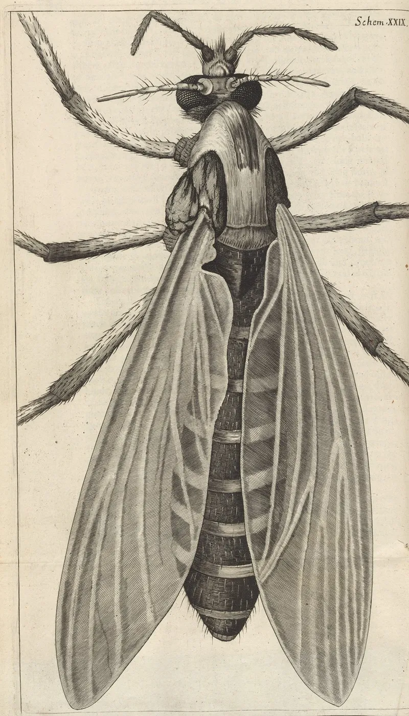 Microscopic View Of A Great Bellyd Bellied Gnat Or Female Gnat Wall Art by Robert Hooke - High-Resolution Digital Print