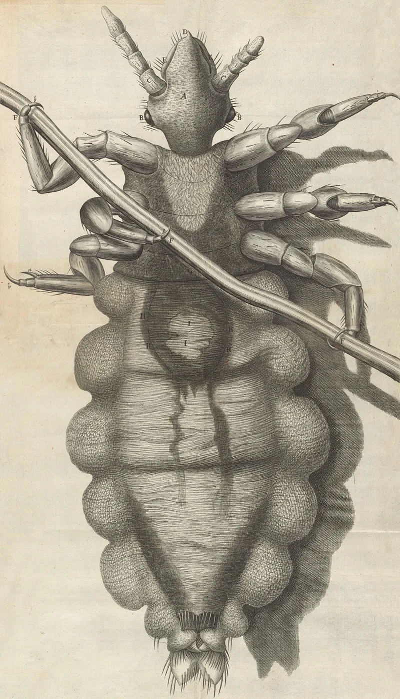 Microscopic View Of A Louse Wall Art by Robert Hooke - High-Resolution Digital Print