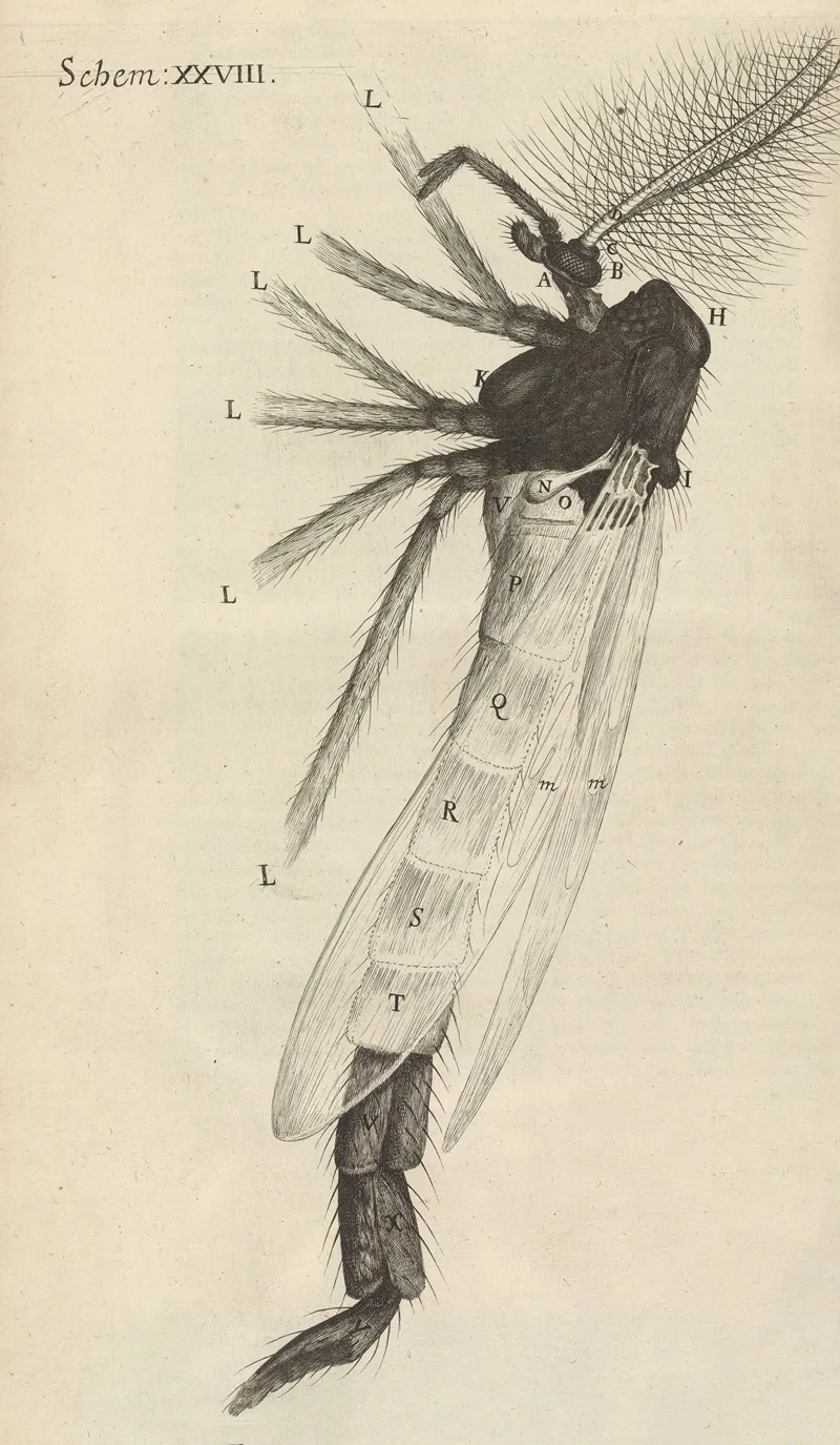 Microscopic View Of A Tuftd Tufted Or Brush Horned Gnat Wall Art by Robert Hooke - High-Resolution Digital Print