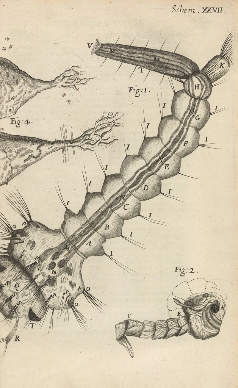 Microscopic View Of A Water Insect Or Gnat Wall Art by Robert Hooke - High-Resolution Digital Print