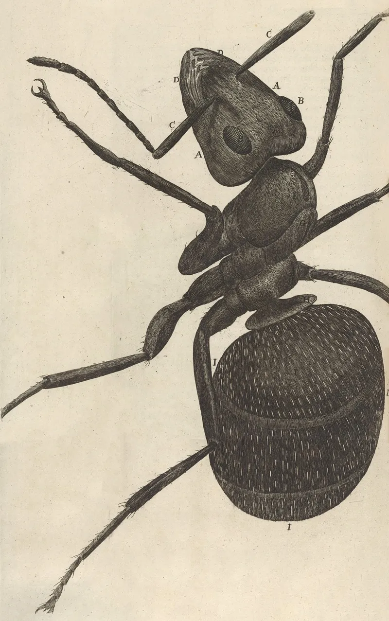 Microscopic View Of An Ant Or Pismire Wall Art by Robert Hooke - High-Resolution Digital Print