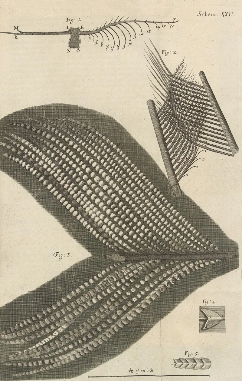 Microscopic View Of Assorted Feathers Wall Art by Robert Hooke - High-Resolution Digital Print
