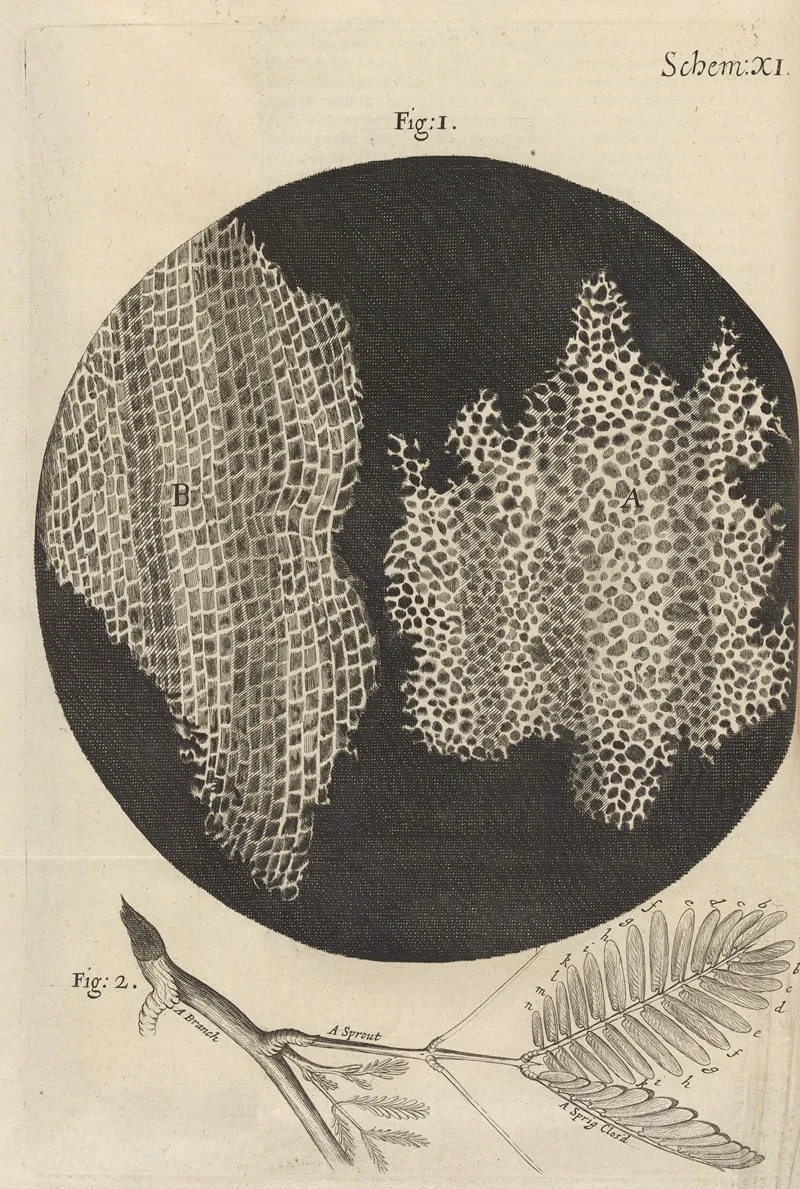 Microscopic View Of Cork And Sprouts Wall Art by Robert Hooke - High-Resolution Digital Print