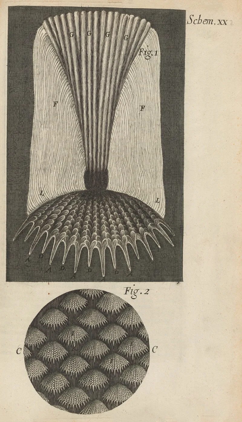 Microscopic View Of Fish Scales Wall Art by Robert Hooke - High-Resolution Digital Print