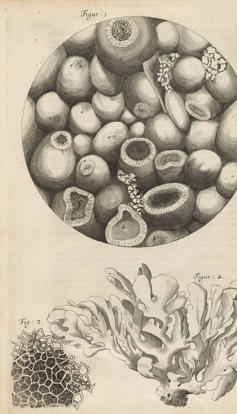 Microscopic View Of Kettering Stone Sea Moss And Sponge Wall Art by Robert Hooke - High-Resolution Digital Print