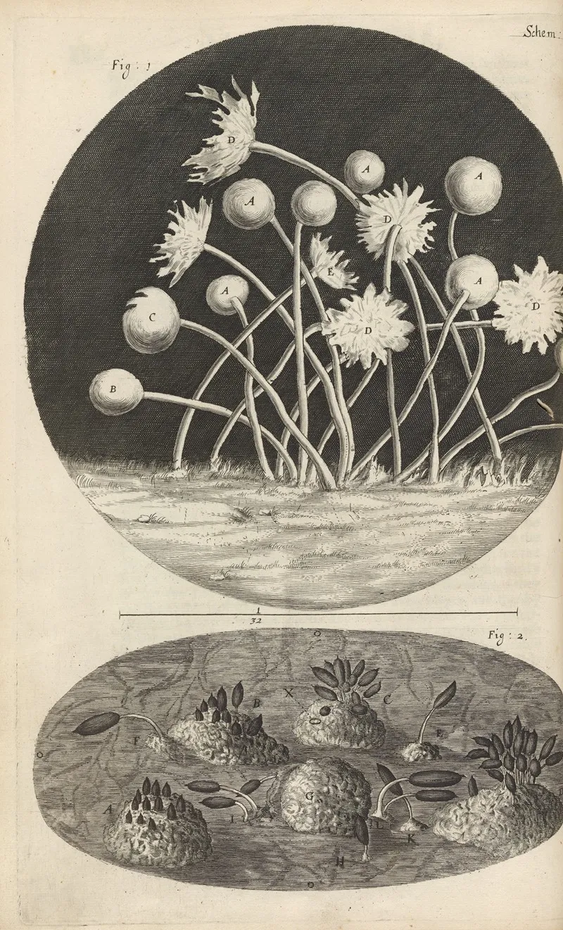 Microscopic View Of Leaves And Molds Wall Art by Robert Hooke - High-Resolution Digital Print