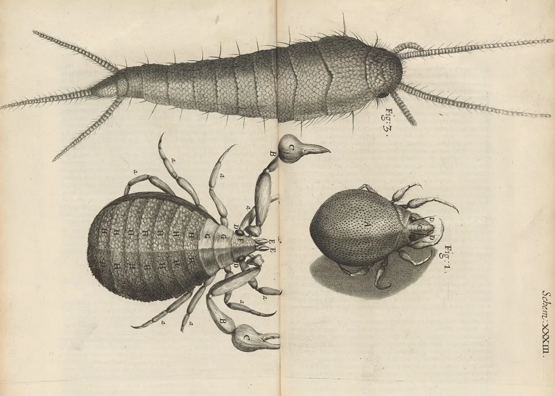 Microscopic View Of Mites And Book Worms Wall Art by Robert Hooke - High-Resolution Digital Print
