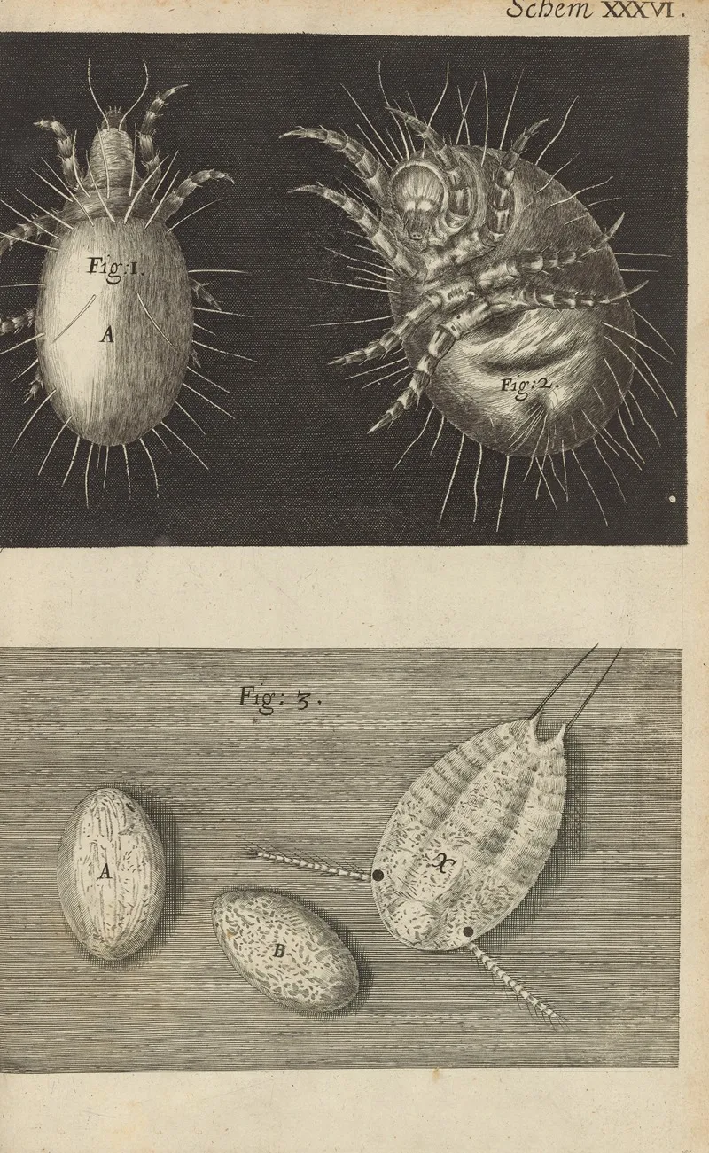 Microscopic View Of Mites Wall Art by Robert Hooke - High-Resolution Digital Print