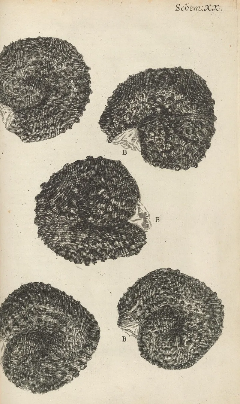 Microscopic View Of Purslane Seeds Wall Art by Robert Hooke - High-Resolution Digital Print