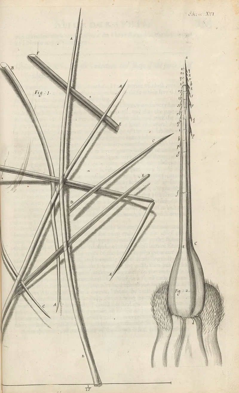 Microscopic View Of Several Sorts Of Hair And Bees Stinger Wall Art by Robert Hooke - High-Resolution Digital Print