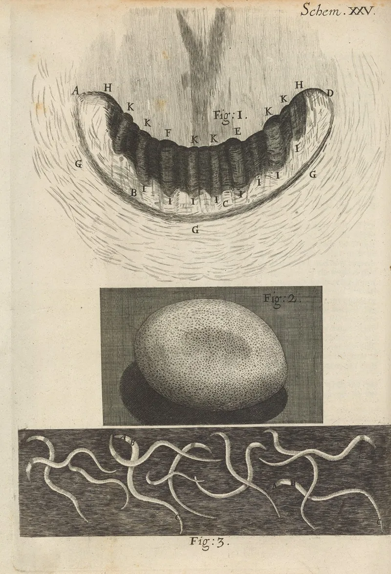 Microscopic View Of Snail Teeth And Silkworm Egg Wall Art by Robert Hooke - High-Resolution Digital Print