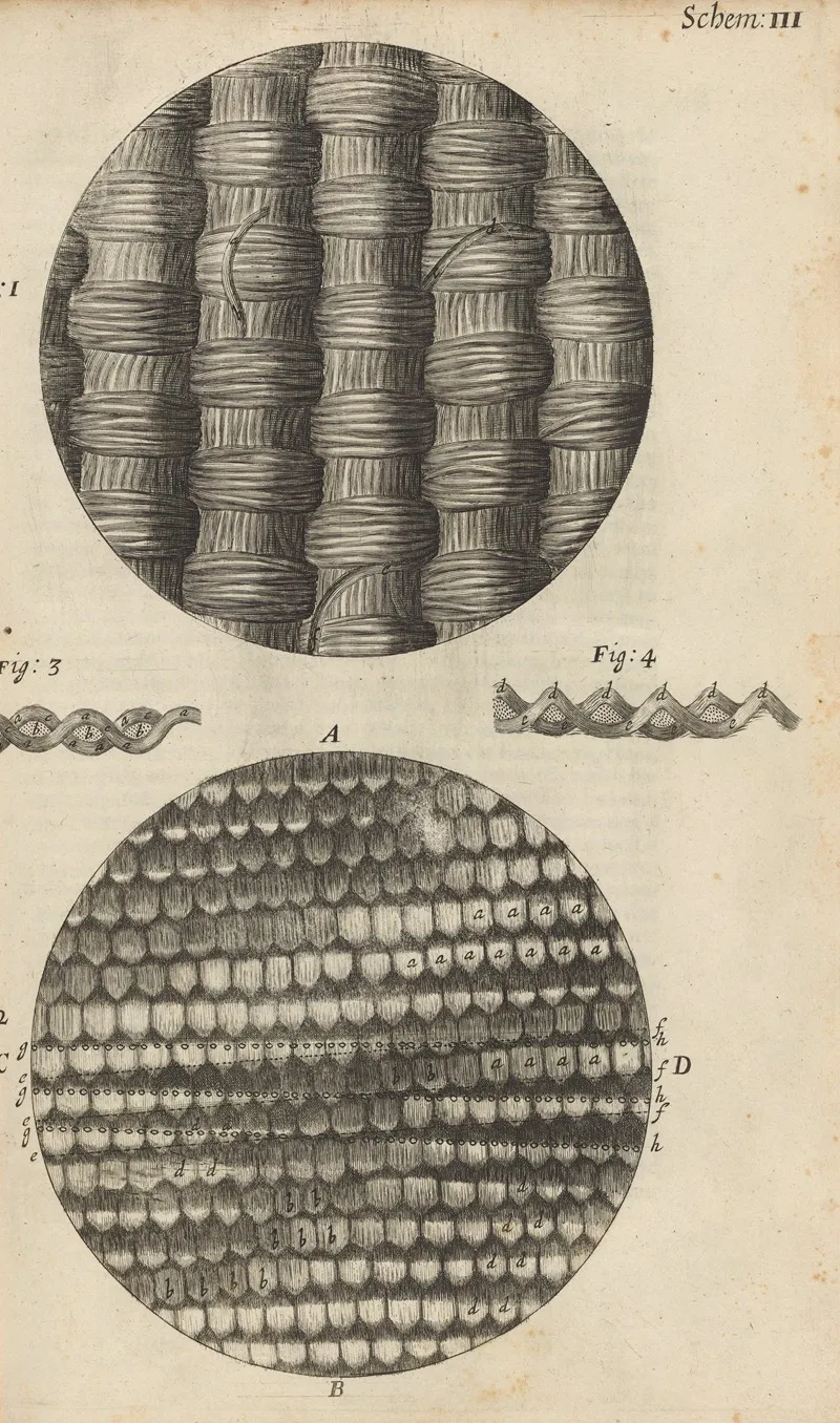 Microscopic View Of Taffeta And Silk Wall Art by Robert Hooke - High-Resolution Digital Print