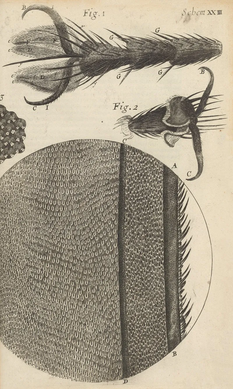 Microscopic View Of The Feet And Wings Of Flies Wall Art by Robert Hooke - High-Resolution Digital Print