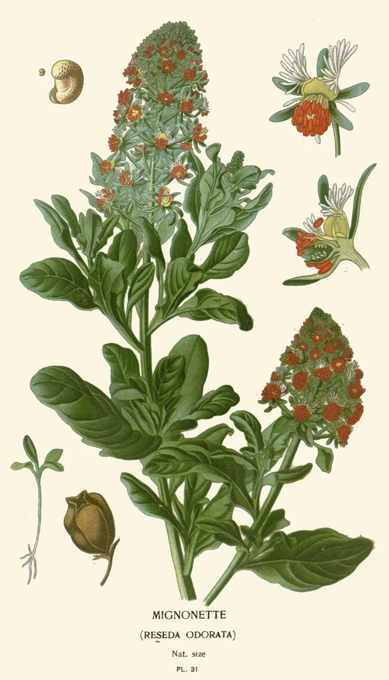 Mignonette Wall Art by Edward Step - High-Resolution Digital Print