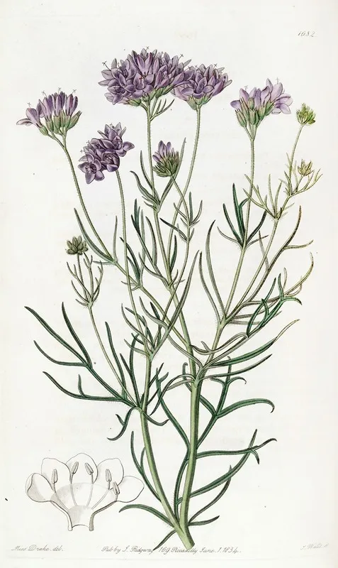 Milfoil Leaved Gilia Wall Art by Sydenham Edwards - High-Resolution Digital Print