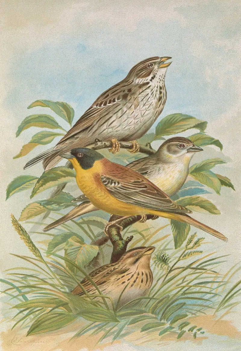 Miliaria Calandra Emberiza Melanocephala Scopoli Wall Art by Johann Friedrich Naumann - High-Resolution Digital Print