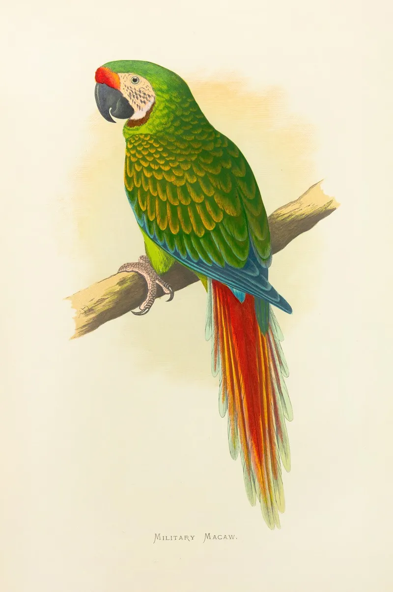Military Macaw Wall Art by Alexander Francis Lydon - High-Resolution Digital Print