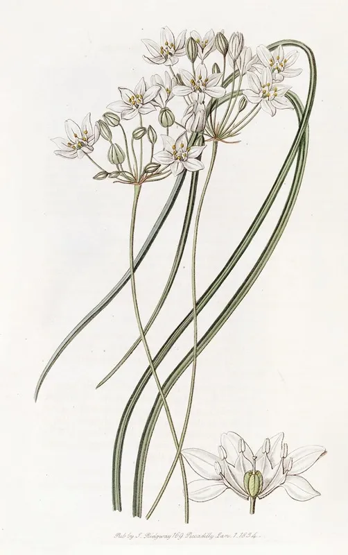 Milk White Hesperoscordum Wall Art by Sydenham Edwards - High-Resolution Digital Print
