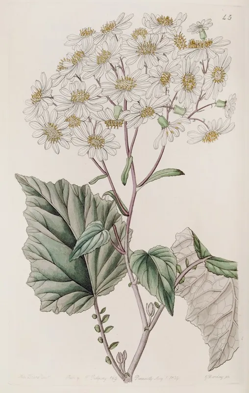 Milk White Poplar Leaved Senecio Wall Art by Sydenham Edwards - High-Resolution Digital Print