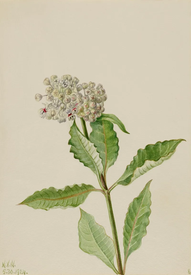 Milkweed Ascelpias